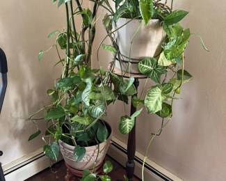 real plants and stands