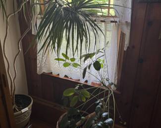 real plant