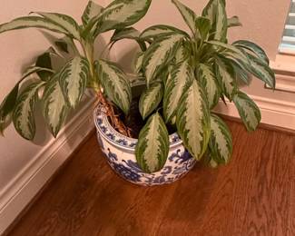 Aglaonema Silver Bay in Blue and White Porcelain Planter