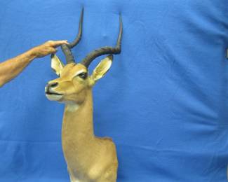 Lot 24. Shoulder mount Impala from South Africa. No rust and low miles. Looks slightly to the left. Very good condition.