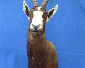Lot 440. Shoulder mount African Blesbok in very good condition