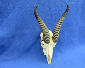 Lot 174. African Springbok skull mount