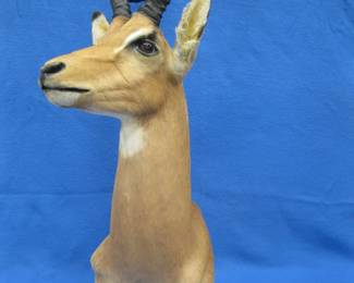 Lot 23. Shoulder mount Impala from South Africa. Looks slightly to the right. Very good condition.