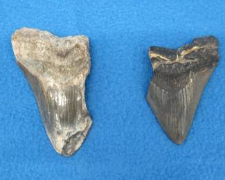 Lot 22. Two fossilized Megalodon shark teeth