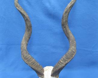 Lot 176. Skull mount Kudu from South Africa