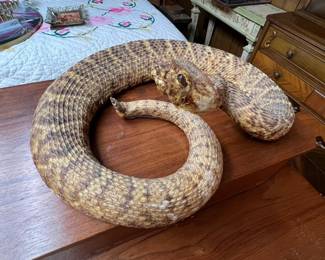 Taxidemy Western Diamond Back rattlesnake