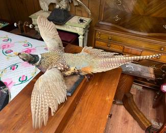 Stuffed Pheasant
