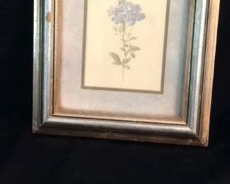 Vintage Leadwort Botanical Art Print