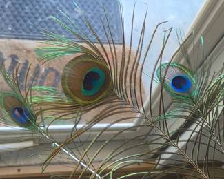 real peacock feathers