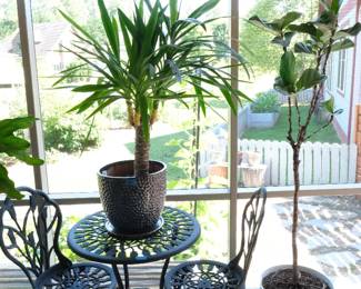 Yucca cane with planter, ficus with planter, and cast aluminum table/chairs.