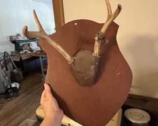 Vintage Antler Mount