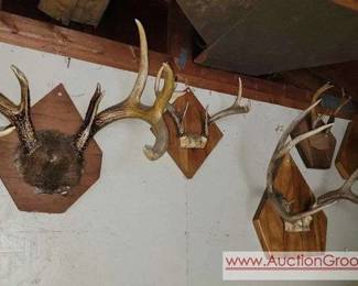 1 5 sets of Whitetail Buck Antlers