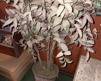 Many artificial plants