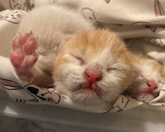 Rescued when just a few days old