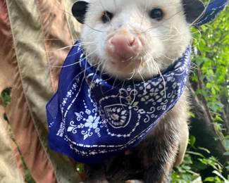 Vintage 1950s dead stock Elephant Trunk Up bandanas (possum not included)
