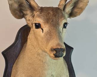 Taxidermy Whitetail Deer Mount second image