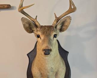 Whitetail Deer Taxidermy Mount