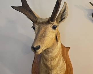 Pronghorn Antelope Taxidermy Shoulder Mount