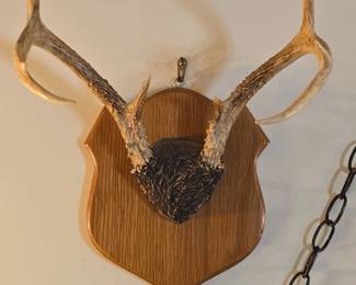 Whitetail Deer Antler Wall Mount Plaque