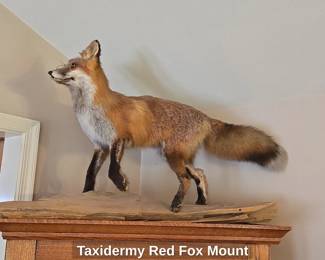 Taxidermy Red Fox Mount