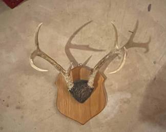 Whitetail Deer Antlers Mounted on Wooden Plaque