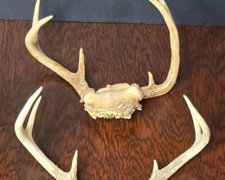 Whitetail Deer Antler Sets