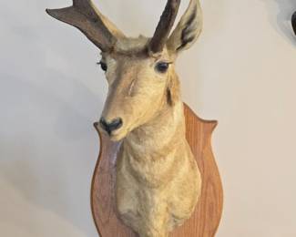 Pronghorn Antelope Taxidermy Mount by W. D. Paschall