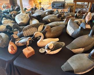 Dcoy Ducks