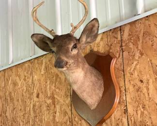 Deer Trophy Mount