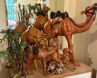 These camels are so fun!