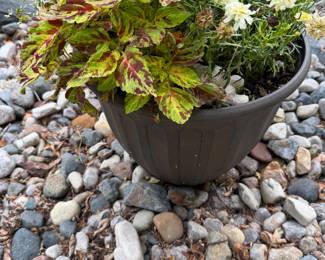 Dozens of outdoor and indoor plants