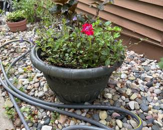 Dozens of outdoor and indoor plants