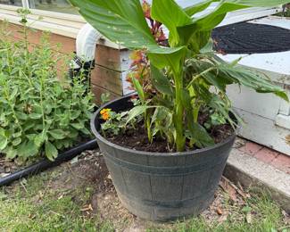 Dozens of outdoor and indoor plants