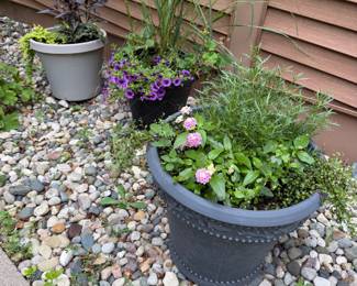 Dozens of outdoor and indoor plants