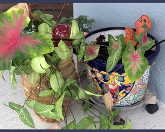 Talavera Pot and Plants