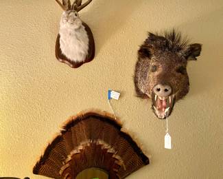 hunters trophies