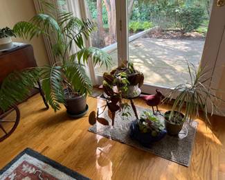 live plants