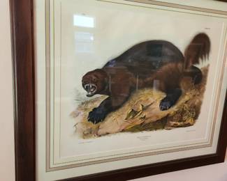 Badger hand colored lithograph