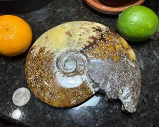 Larger Ammonite