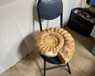 Large Ammonite that came from Madagascar!