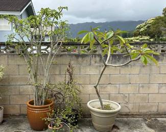 SAT392 - Assorted Potted Plants (2 Plumeria, 2 Dwarf Jade)