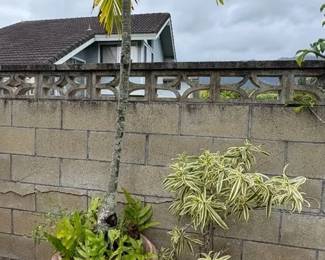 SAT388 - Assorted Potted Plants (Palm, Desert Rose, Song Of India)