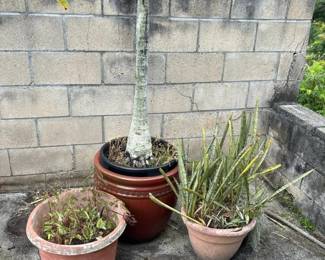 SAT389 - Set of 3 Established Potted Plants