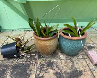 SAT267 - Three Potted Plants