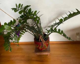 SAT252 - Large Beautiful ZZ Plant With Ceramic Pot