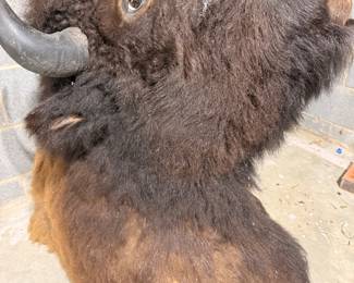 Taxidermy bison mount