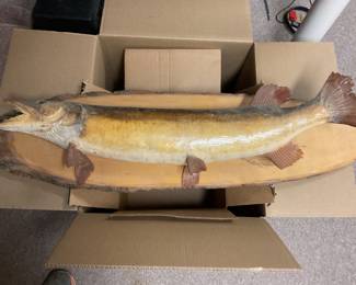 Northern Pike fish mount
