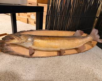 Northern Pike fish mount