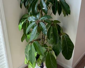 Plants 