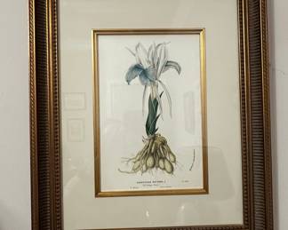 Kaempferia Rotunda Botanical Print